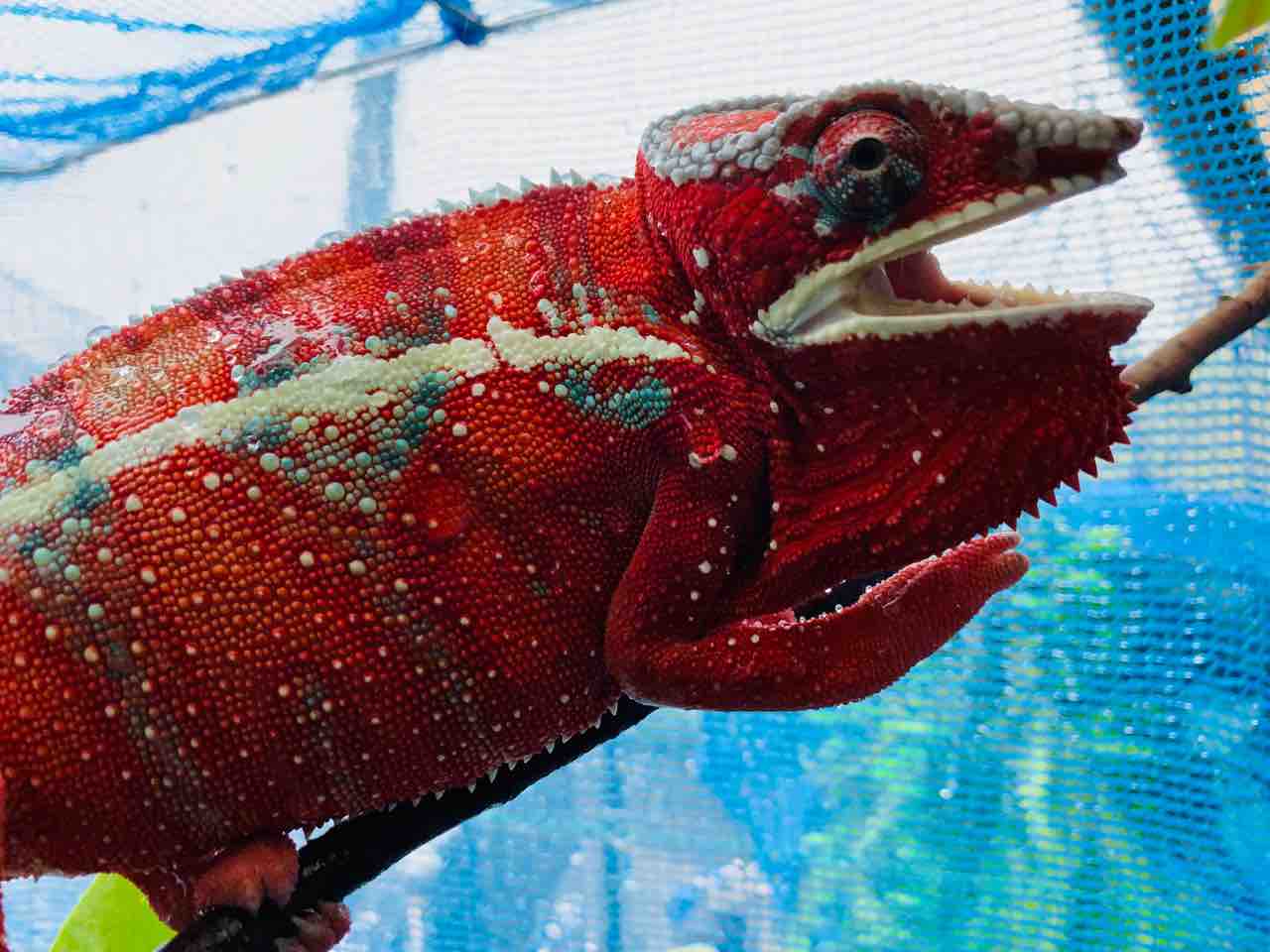 Colors カメレオンのお食事タイム