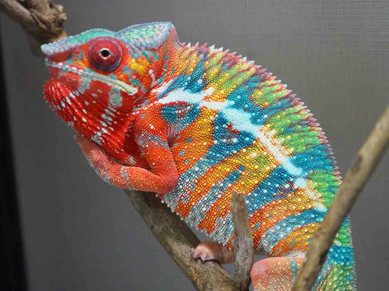 東北地方・仙台のパンサーカメレオンCOLORS CBの販売店様情報