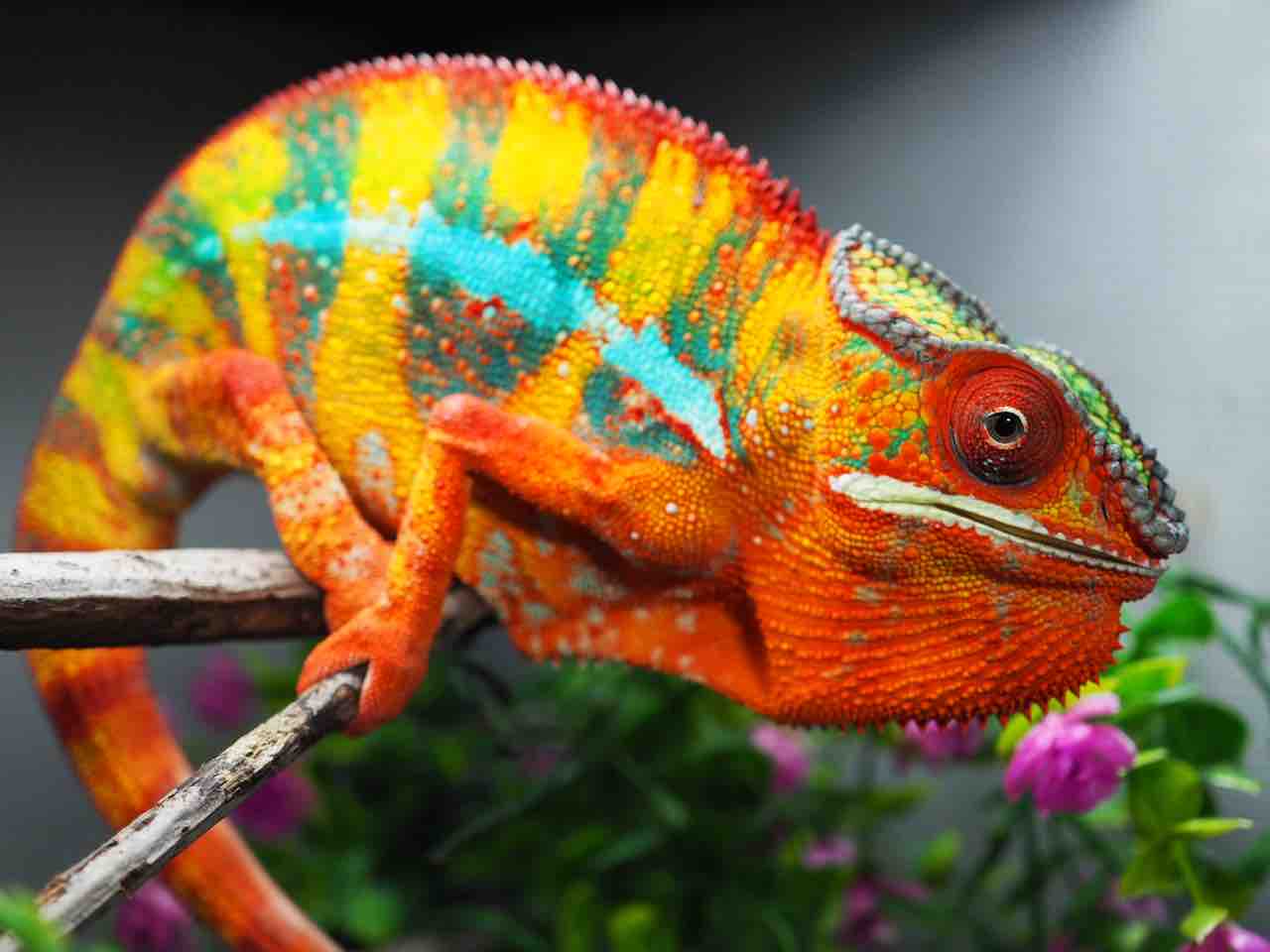 宮崎県近県の九州の方へ、パンサーカメレオン販売情報です(COLORS CB