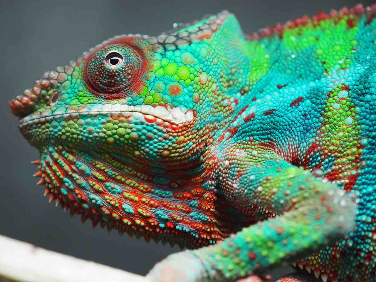 細密画パンサーカメレオン COLORS CB Rainbow Ambilobeも、激変系パンサーカメレオンである