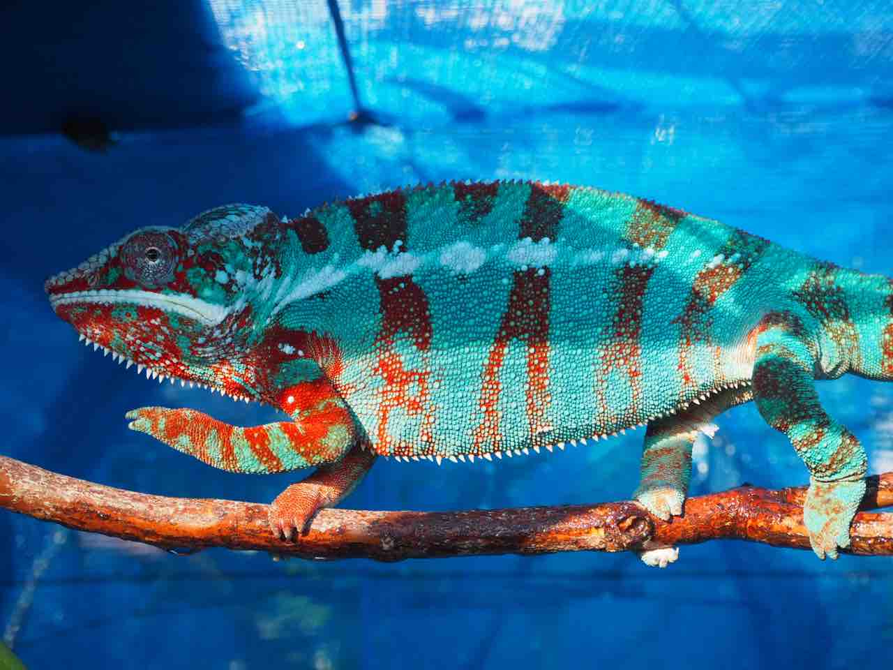 Colors パンサーカメレオン