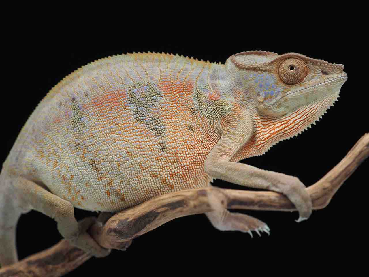REPTILES TOKYO名古屋店様で販売開始のハイクラスYBBB Ambilobe