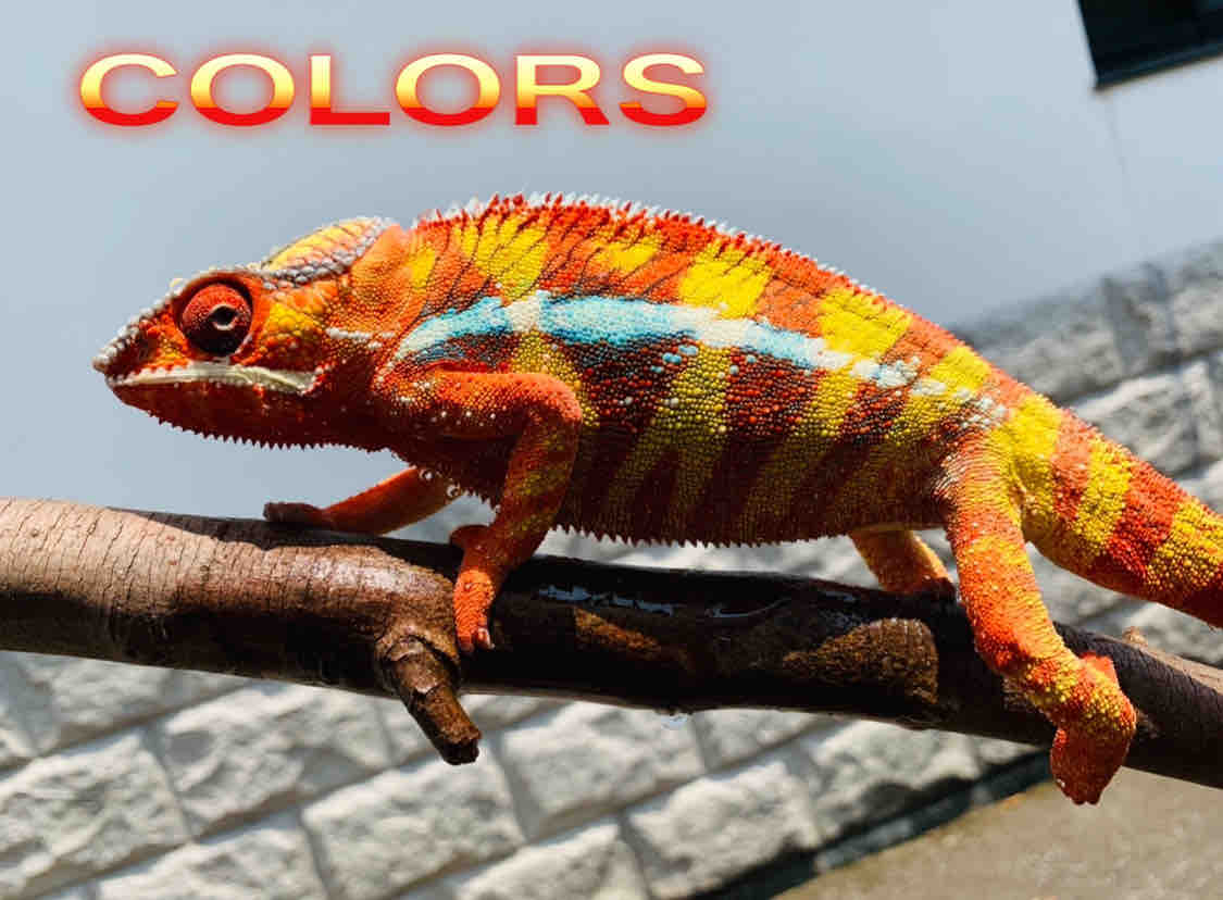 Colors パンサーカメレオン飼育のお返事
