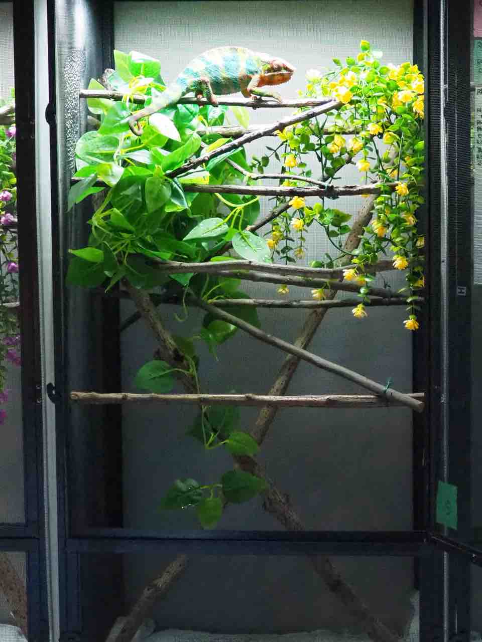 ピカコーポレーションガラス温室(植物用、観葉植物、園芸用品、爬虫類飼育用) ピカコーポレーション 温室 ガラス温室 爬虫類 観葉植物