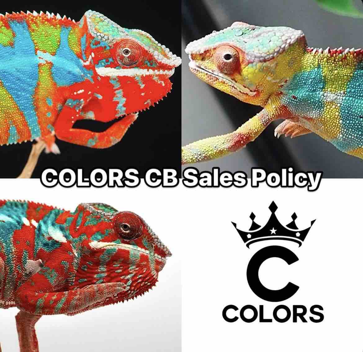 フトアゴヒゲトカゲとも共通(爬虫類全般)する、CBパンサー