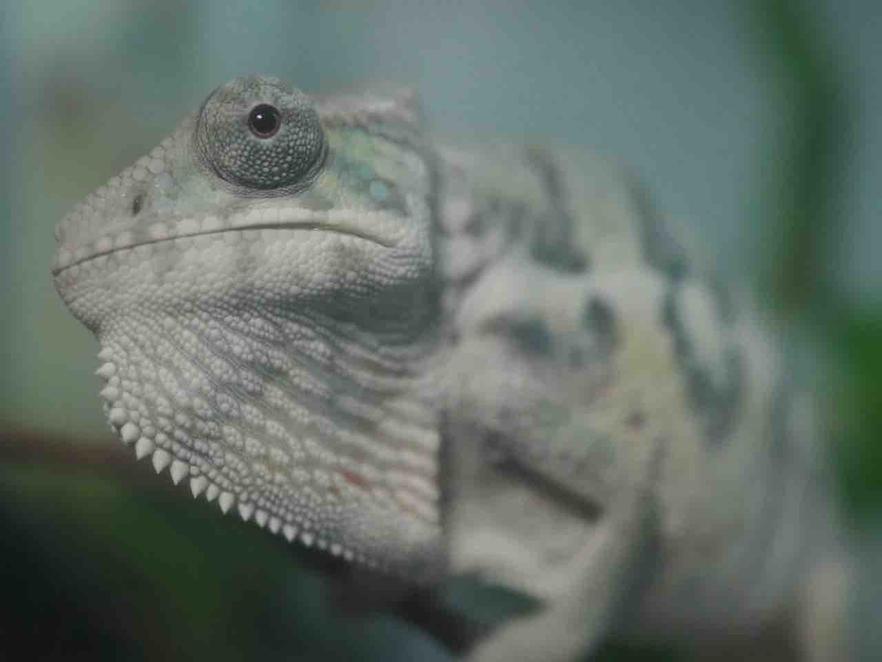 【KAMEREONページです】 Is this color okay ? 【chameleon】 - YouTube