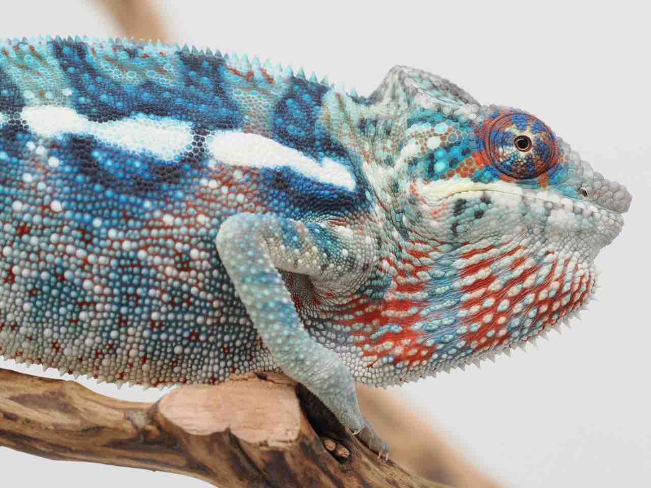 カメレオン アメリカンフラッグカラーに輝くパンサーカメレオン Blue Ambanja