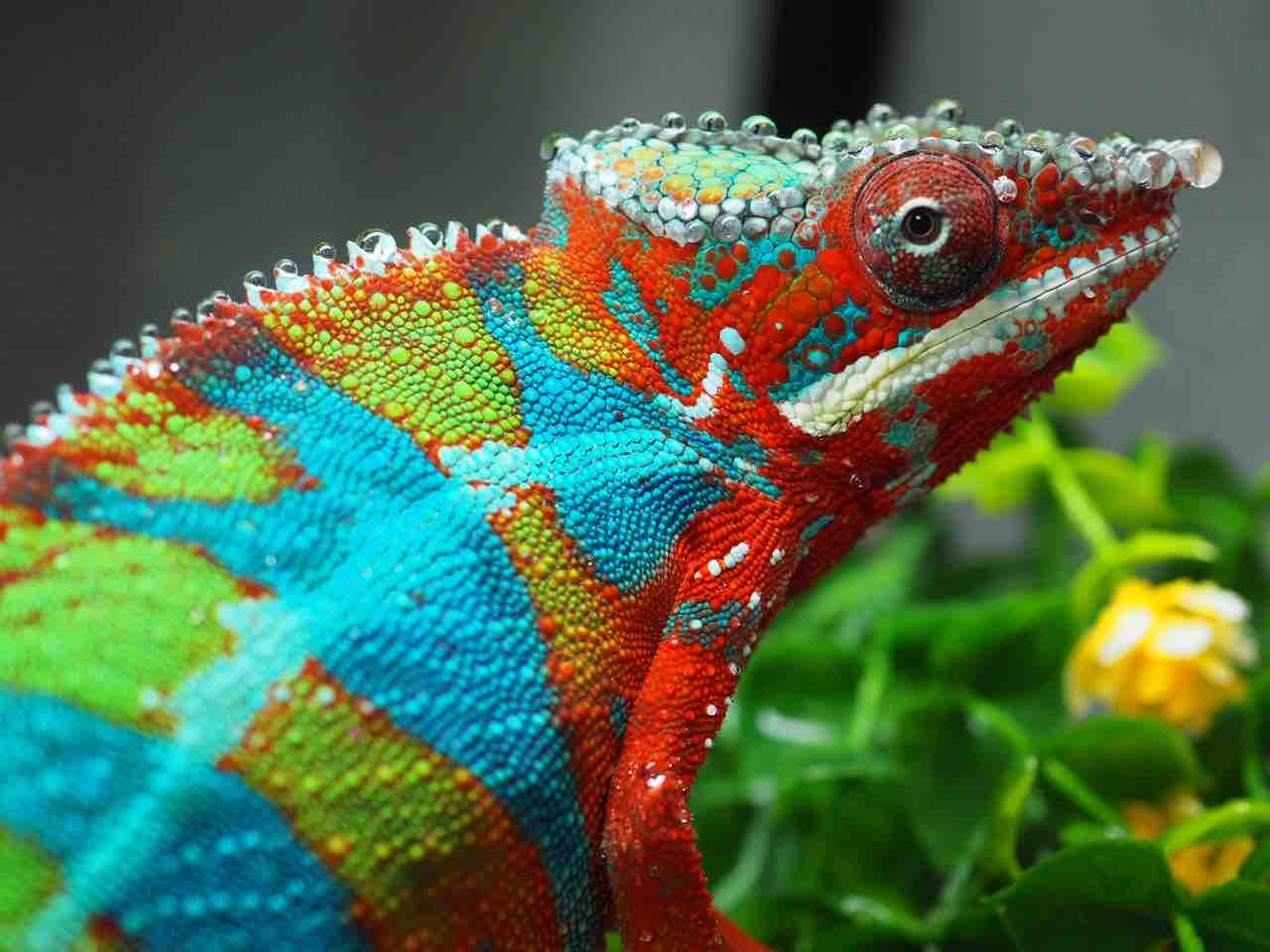 生後4ヶ月と6ヶ月のパンサーカメレオンの発色 : COLORS