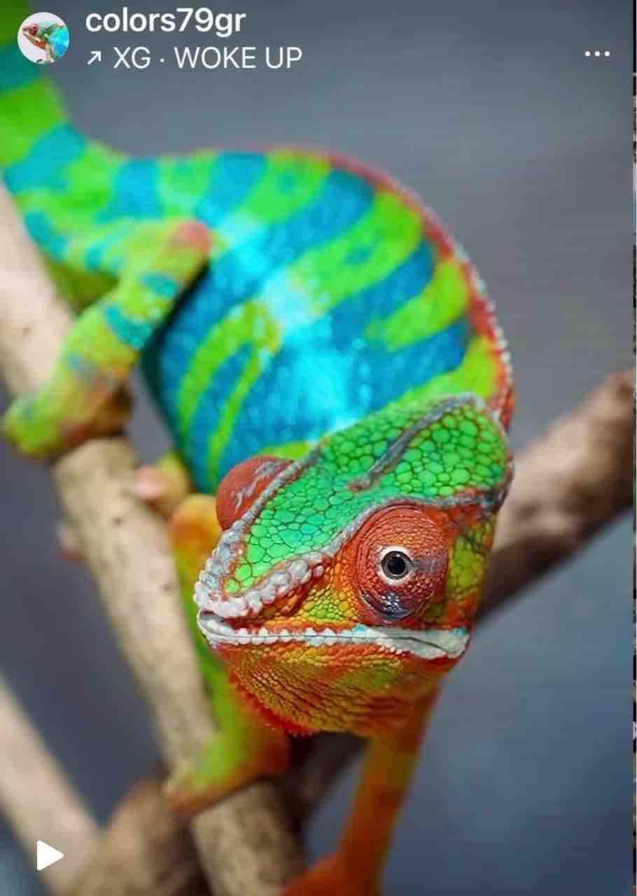 【KAMEREONページです】 Is this color okay ? 【chameleon】 - YouTube