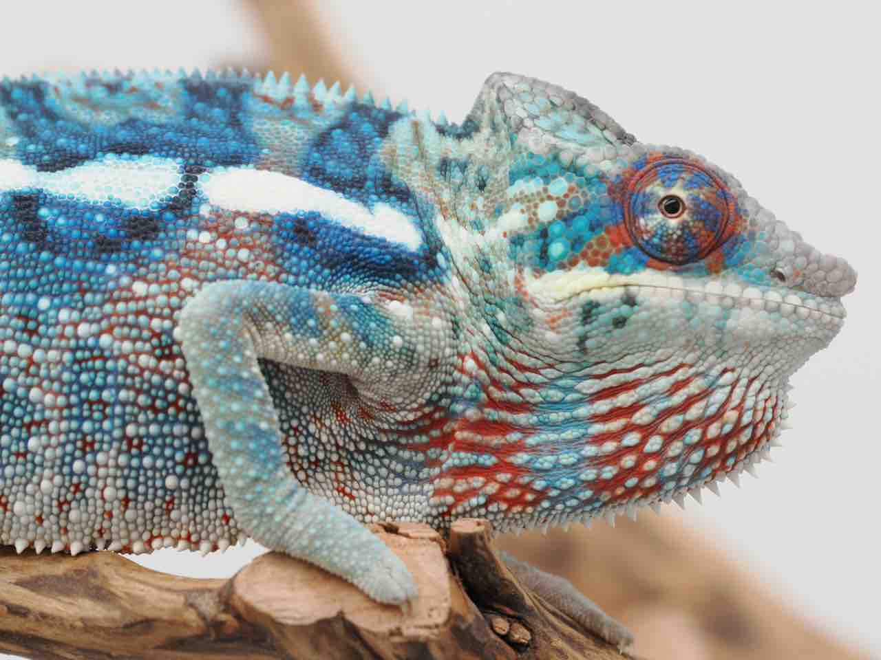 アメリカンフラッグカラーに輝くパンサーカメレオン Blue Ambanja