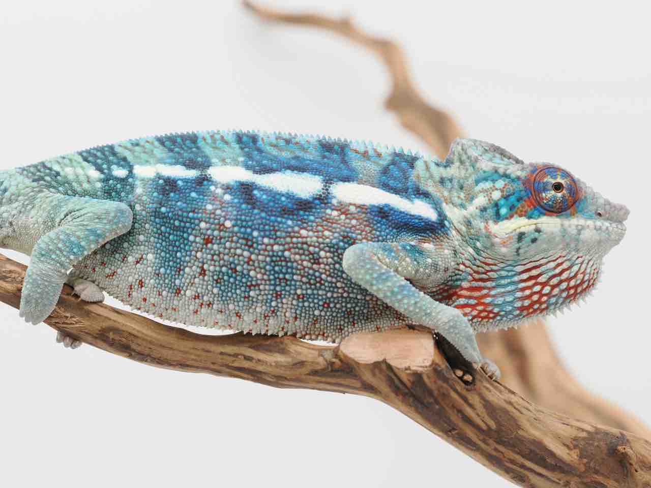 カメレオン　チームフラッグ アメリカンフラッグカラーに輝くパンサーカメレオン Blue Ambanja