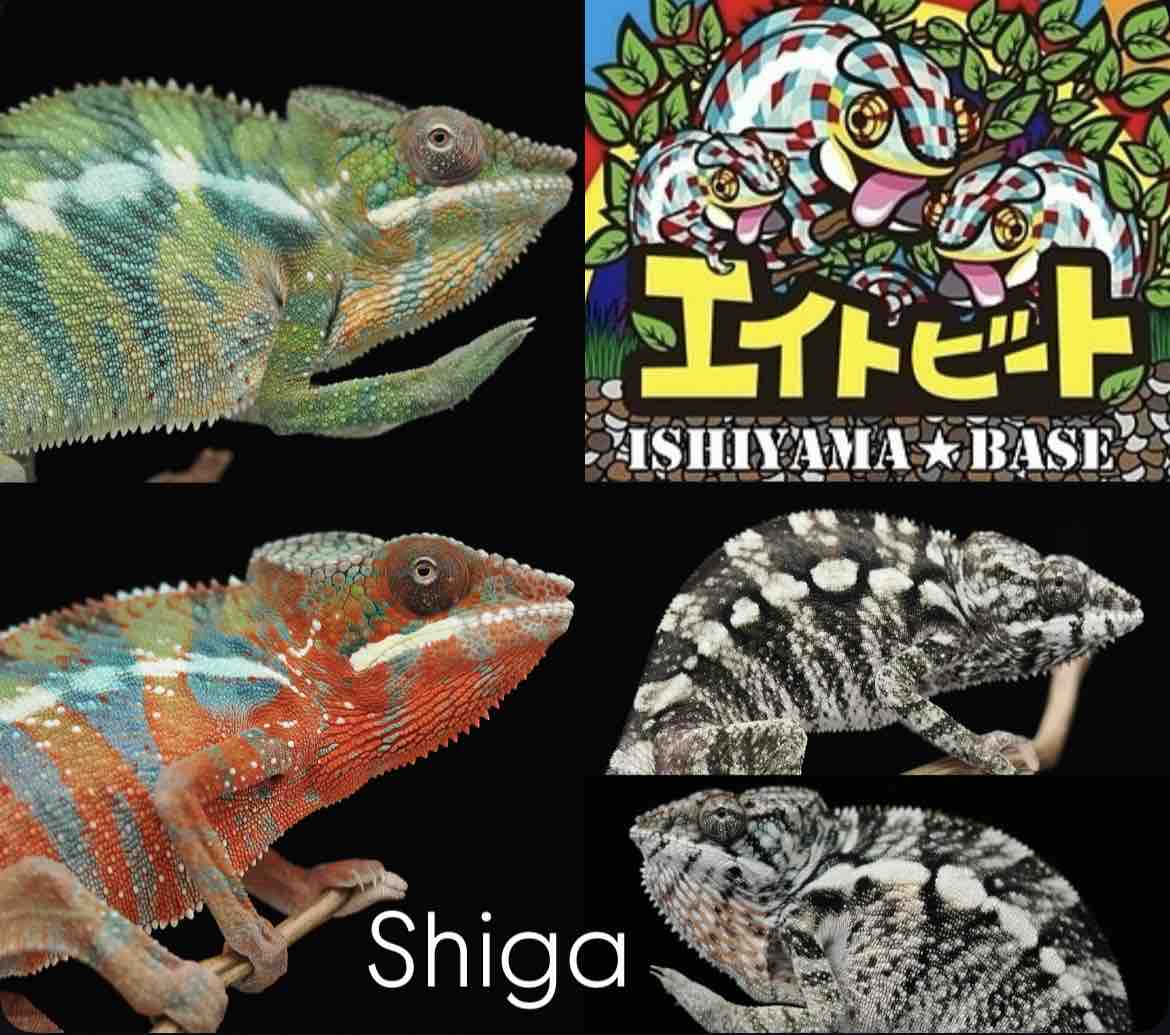 滋賀＆京都の皆さまに朗報です。エイトビート様に初めてCOLORS CBが