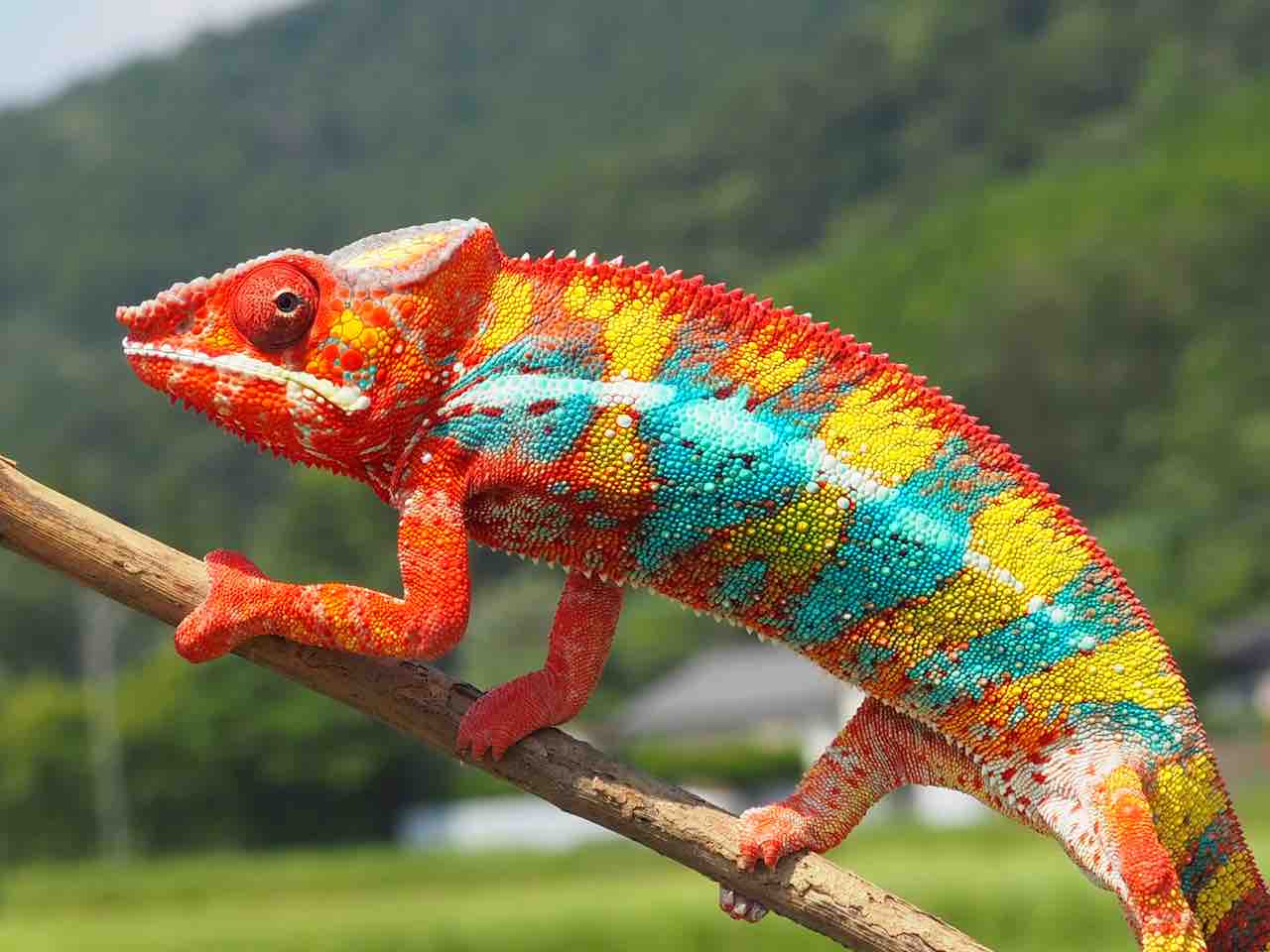 細密画パンサーカメレオン パンサーカメレオン アンビローブ オス/Panther Chameleon