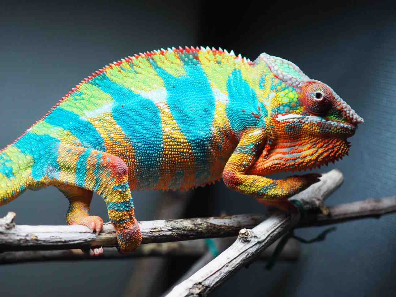 なぜ パンサーカメレオン なのか？ : COLORS