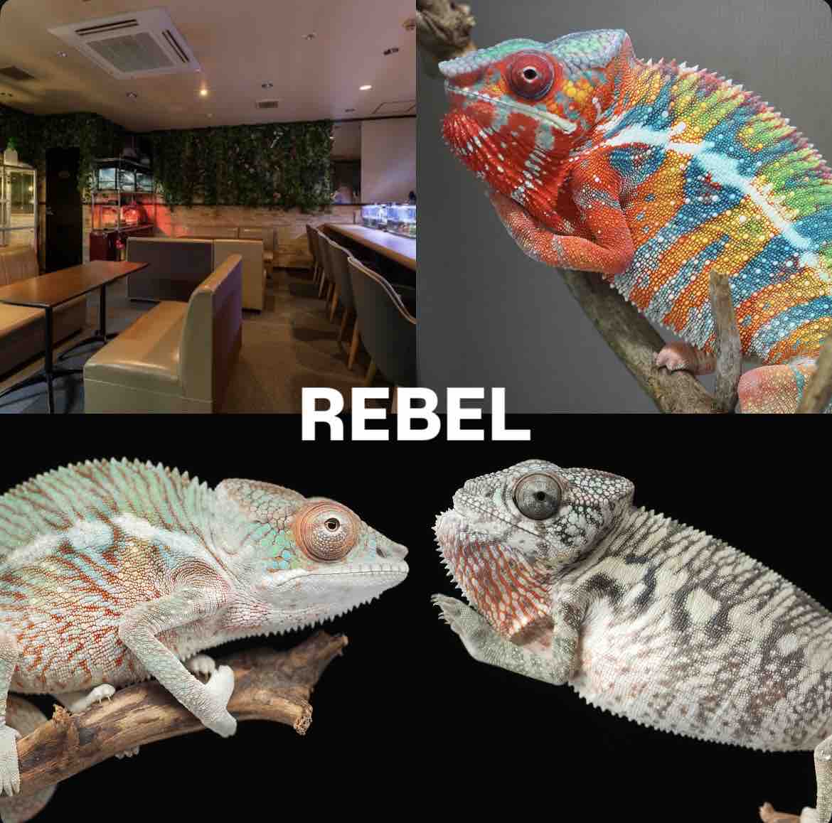 【KAMEREONページです】 カメレオン | リヤドロ公式オンライン