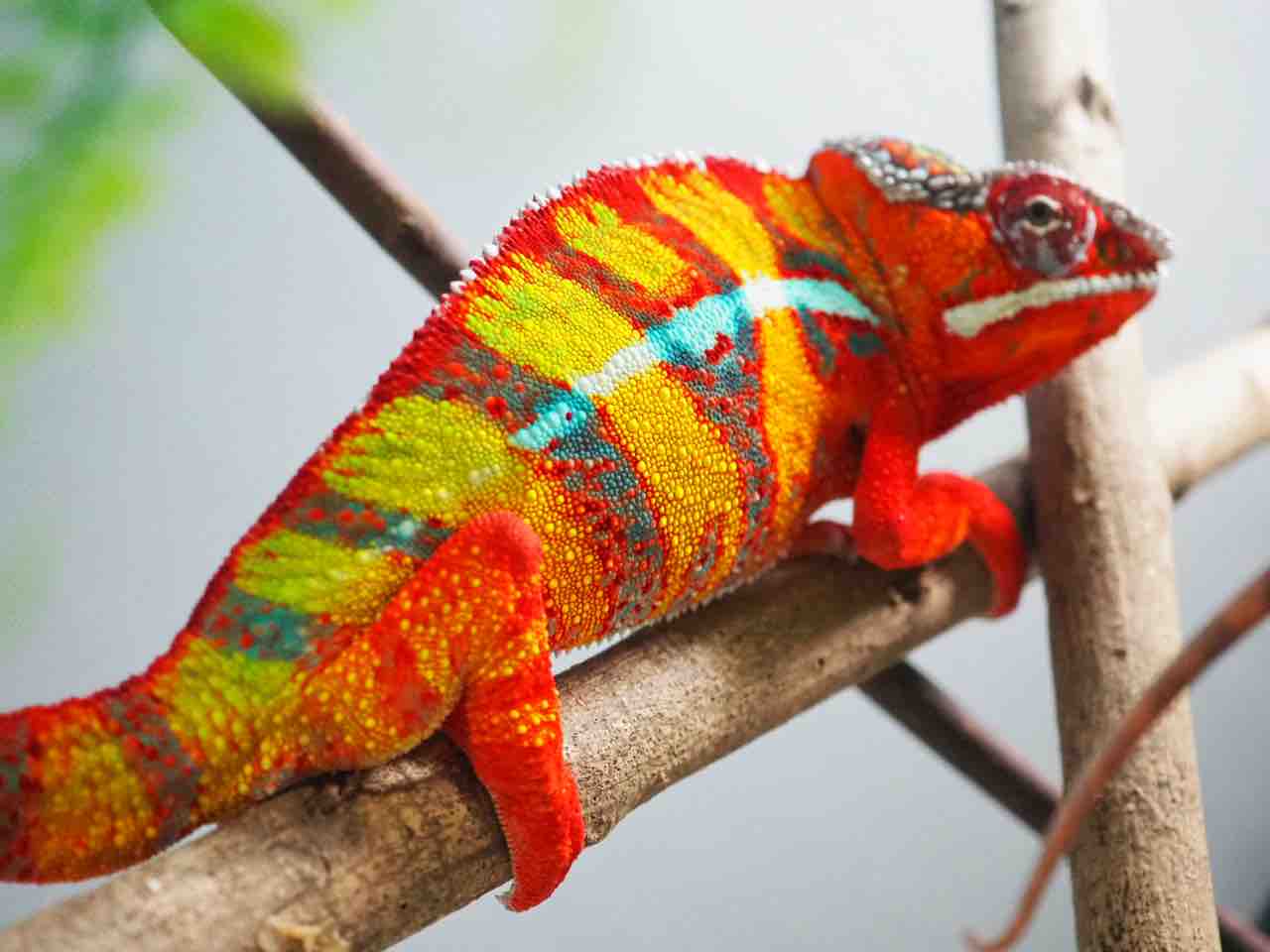 ロビ族　カメレオン ロビ族 鉄のカメレオン / Lobi Iron Chameleon | Solola