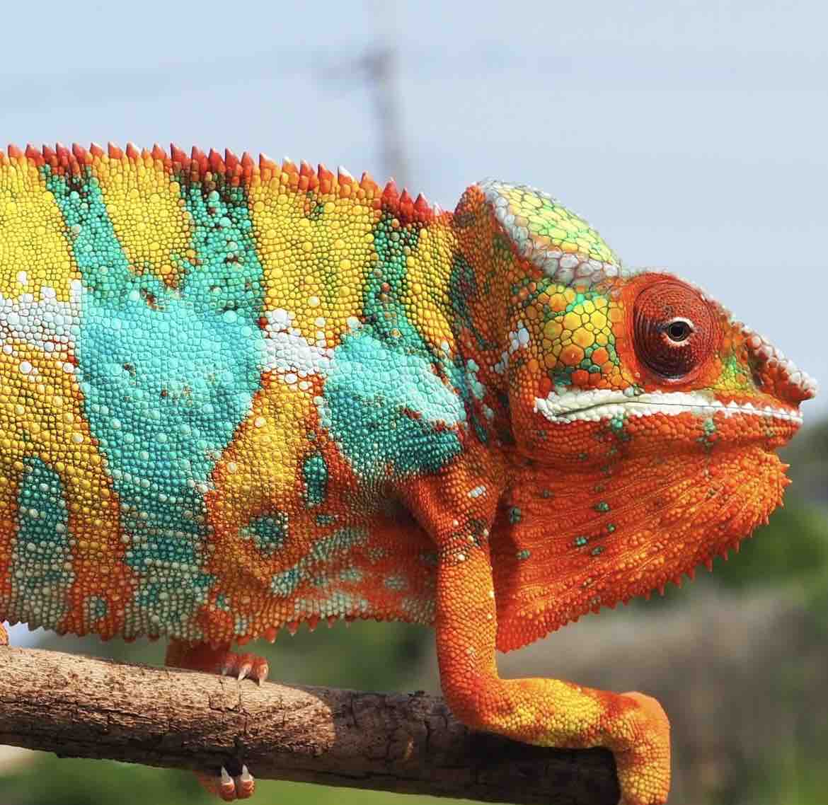 カメレオンさま専用ページ 沖縄のパンサーカメレオンファンの皆さまへ