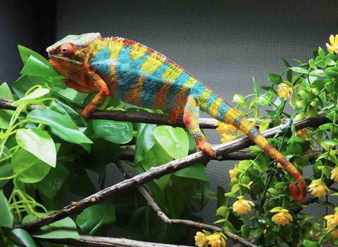 カメレオンゲージ　ZOOMED Zoomed Reptibreeze Chameleon Habitat |Chameleon Cages cheap