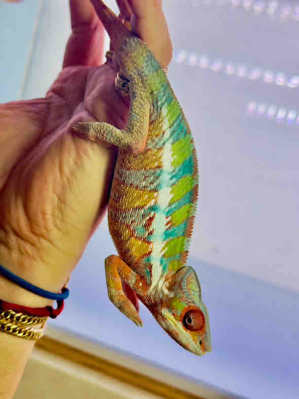 世界のパンサーカメレオンセレクティブブリーダーが厳選して販売する