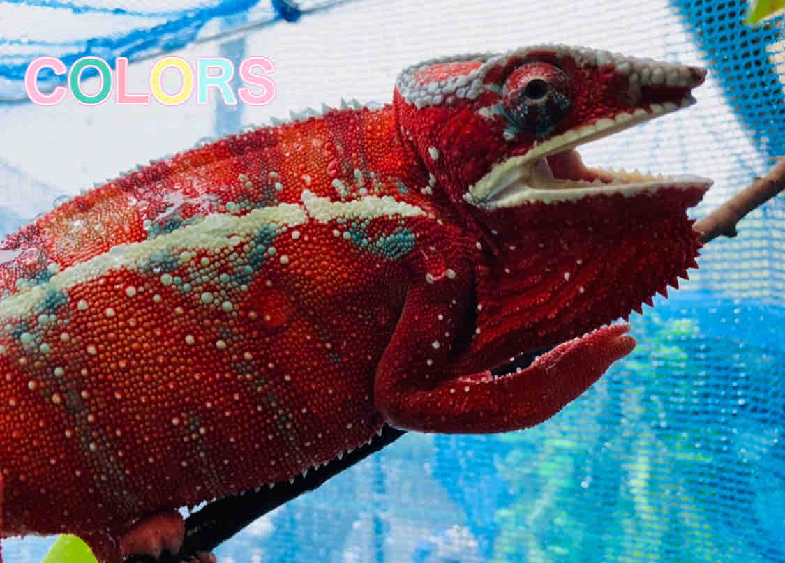 Colors パンサーカメレオン飼育のお返事
