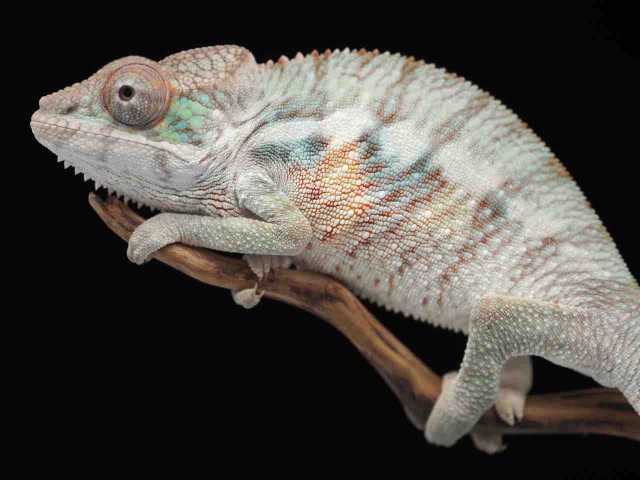 フトアゴヒゲトカゲとも共通(爬虫類全般)する、CBパンサー