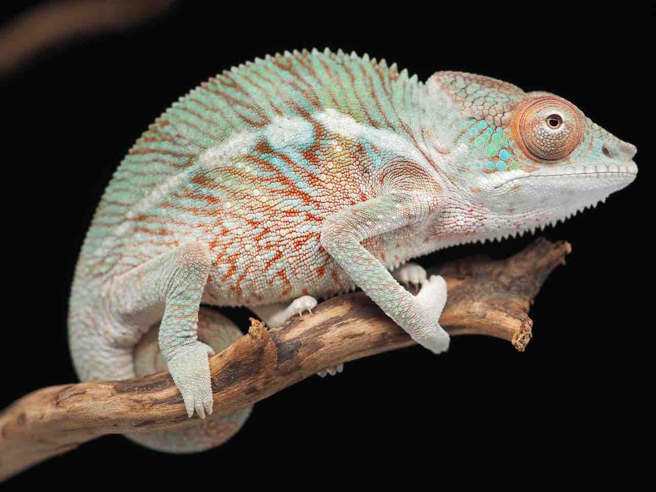 【KAMEREONページです】 カメレオン | リヤドロ公式オンライン