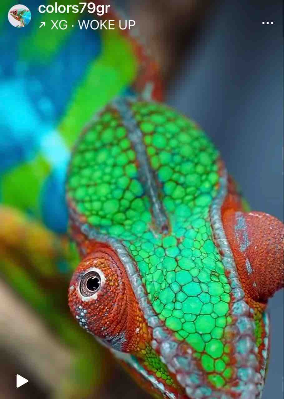 【KAMEREONページです】 パンサーカメレオン YBBB Ambilobeベビーたちの発色の個体差 : COLORS