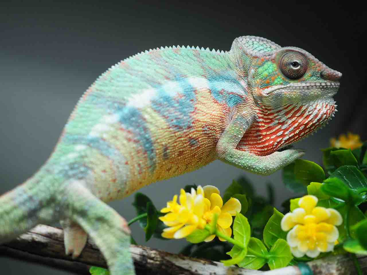 パンサーカメレオン YBBB Ambilobeベビーたちの発色の個体差 : COLORS