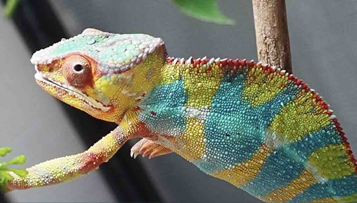 【KAMEREONページです】 Is this color okay ? 【chameleon】 - YouTube