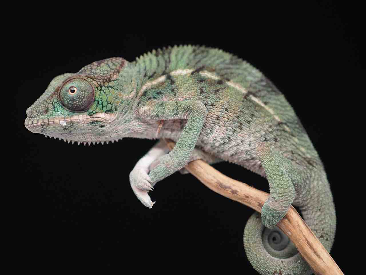 愛知県知多半島のプロショップ様によるCOLORS CB パンサーカメレオンの