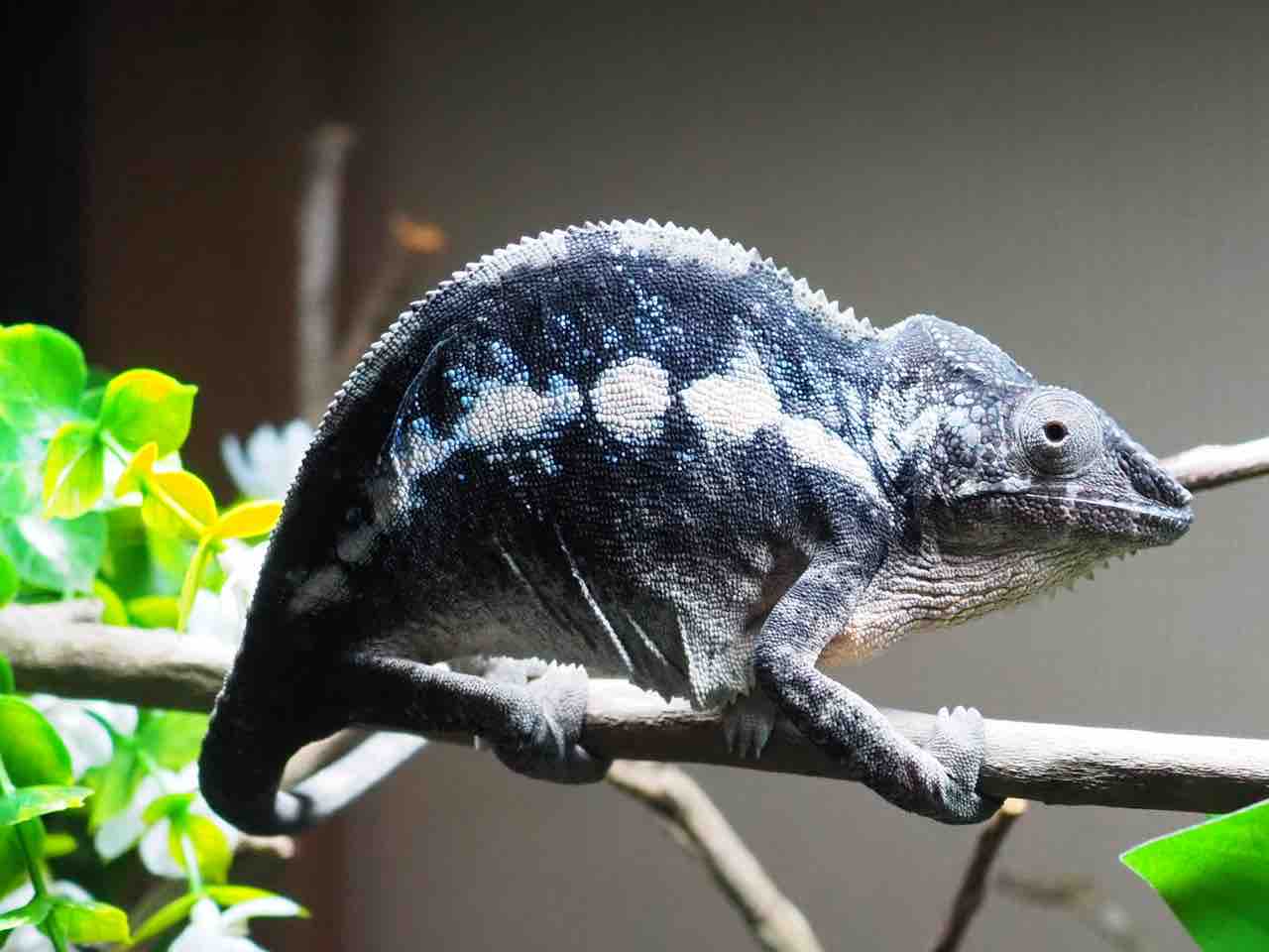 メスの意外な一面 : COLORS