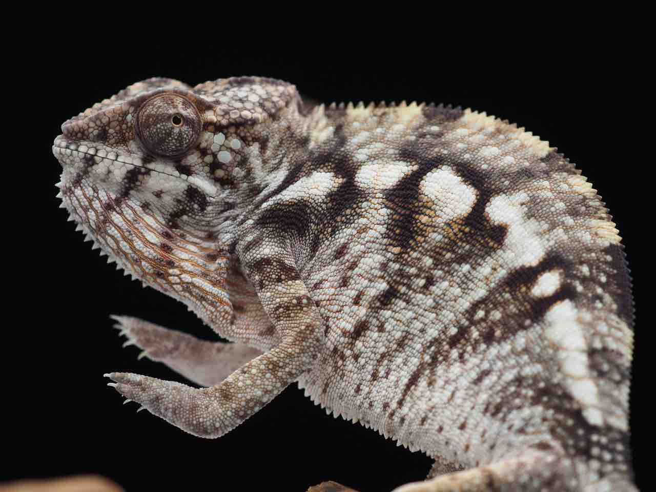 REPTILES TOKYO名古屋店様で販売開始のハイクラスYBBB Ambilobe