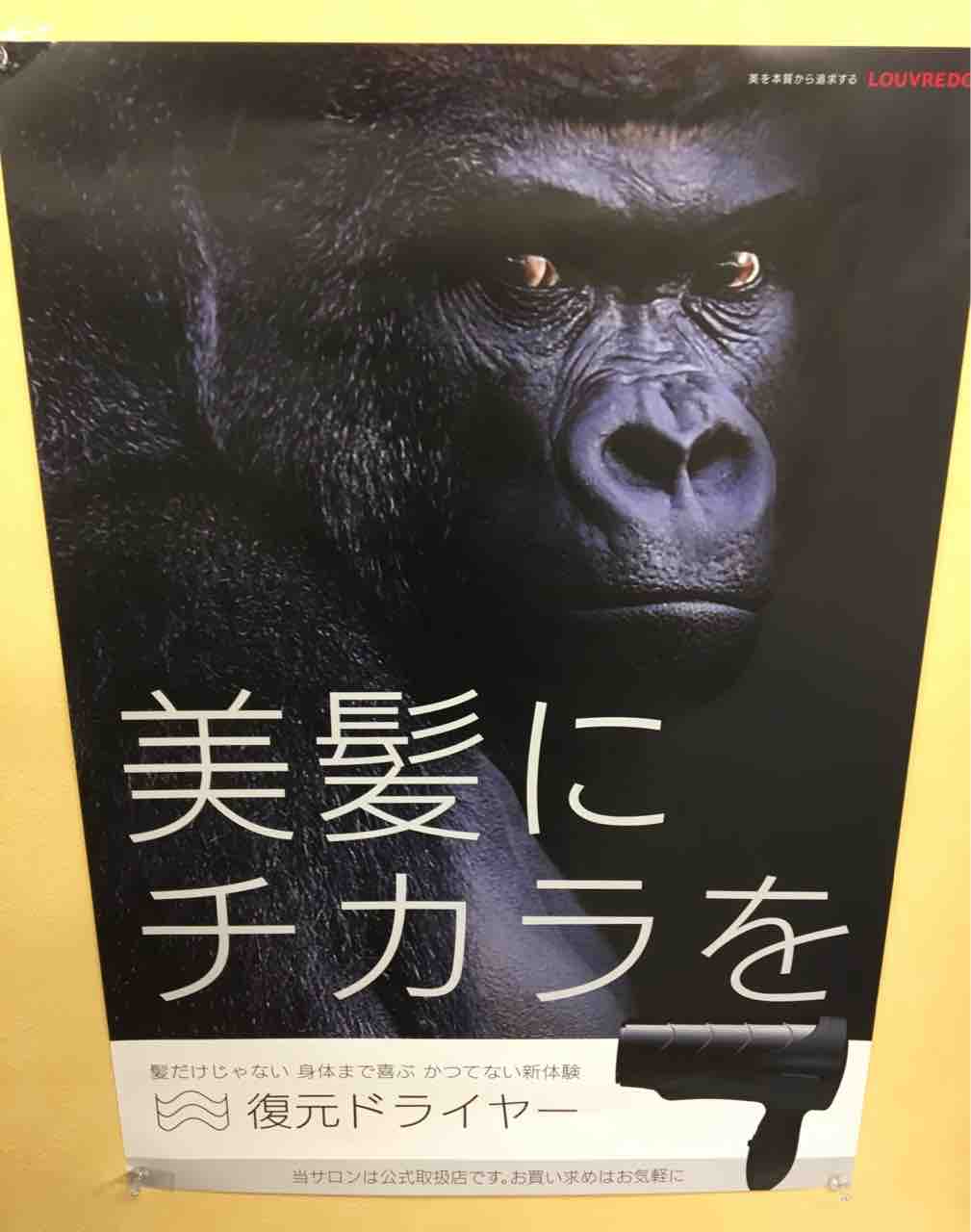 復元ドライヤー イケメンゴリラ 神戸 紫光美容室