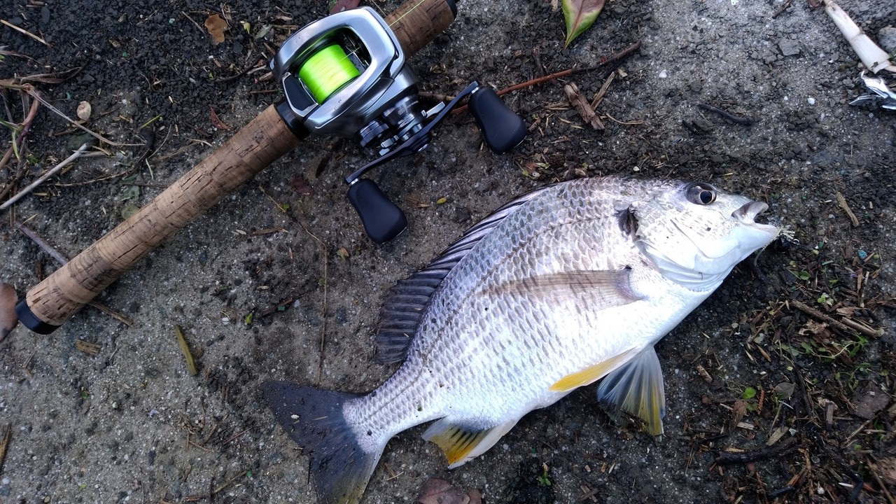 18新リールインプレッション 割愛したアレ バンタムmgl Coltplain Fishingworks 18新リールインプレッション 割愛したアレ バンタムmgl Coltplain Fishingworks