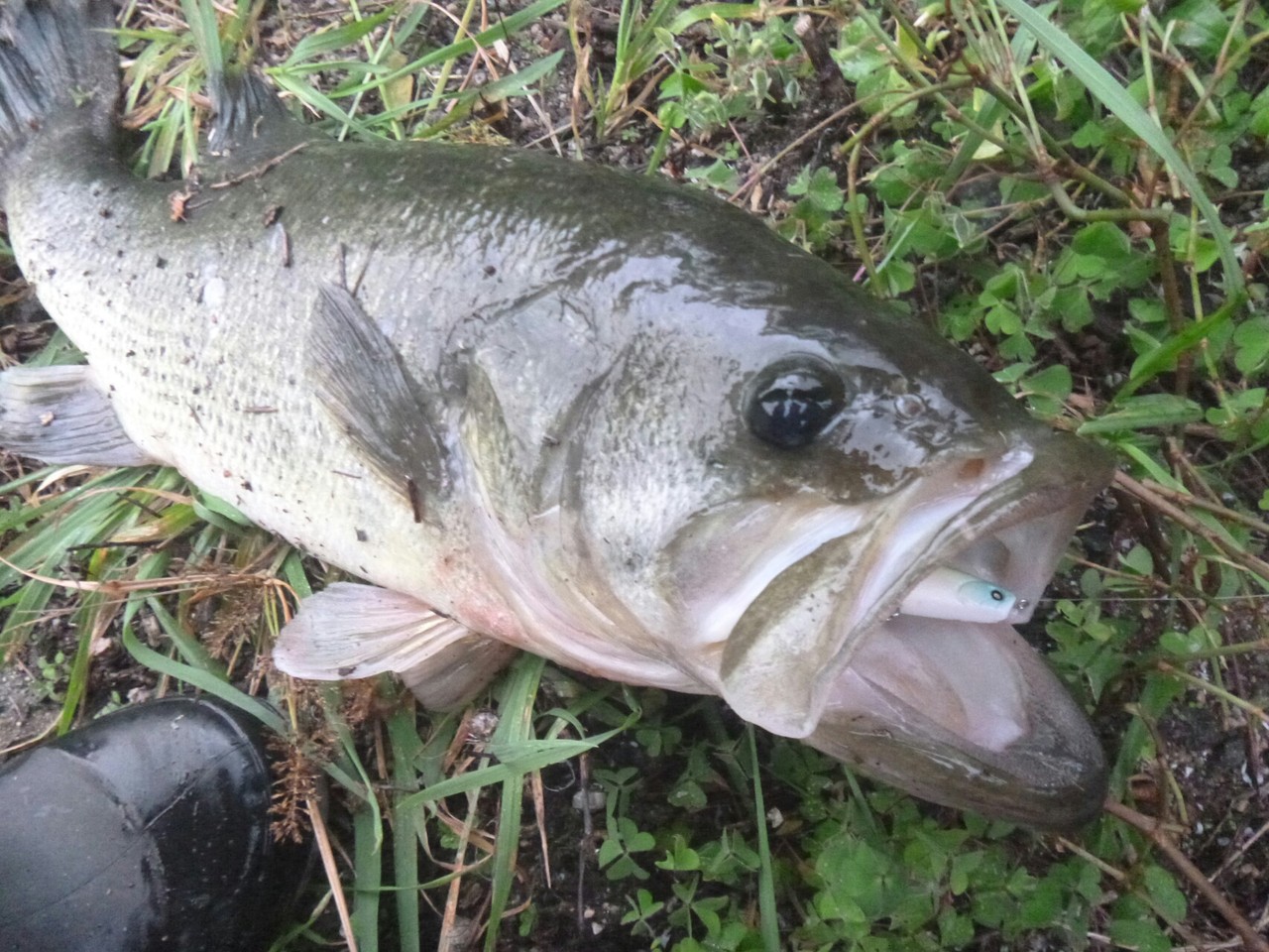 魚男と氷柱 Coltplain Fishingworks 魚男と氷柱 Coltplain Fishingworks