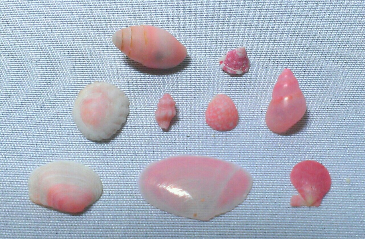 ピンクの貝殻コレクション ビーチコーミング 世界の海岸から ビーチコーミング