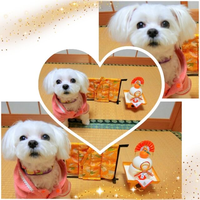 ずぶぬれランラン♪ マルチーズ小雛と狆の平蔵わんことりっぷphoto日記