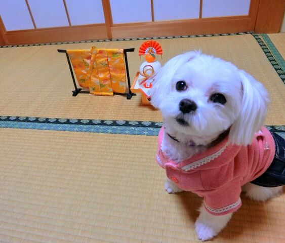 マルチーズこはるとかあちゃんのぽかぽか日記 2022年01月