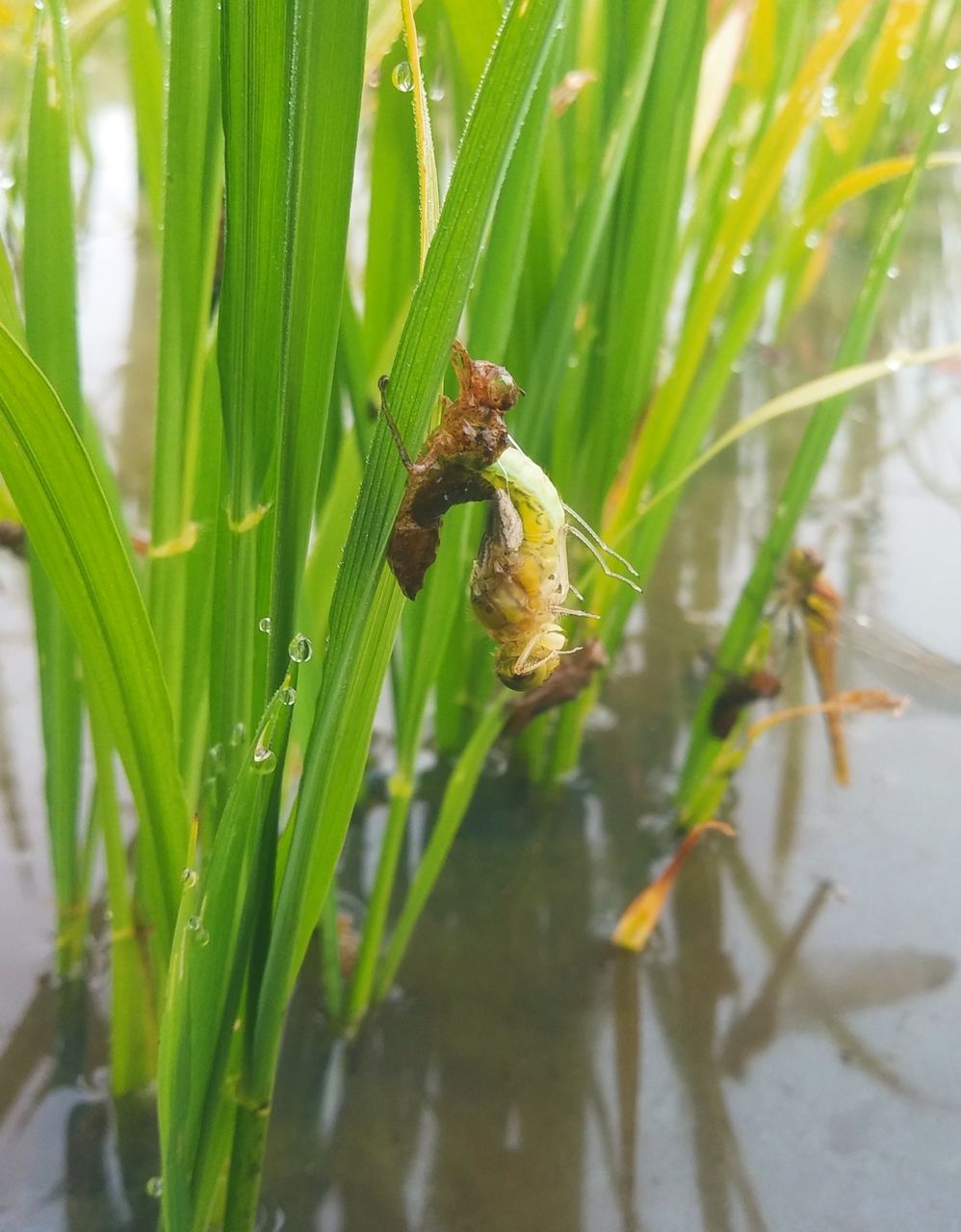 生き物たちも変化 特別栽培米 ハーブ ミント 調理用トマト ハーブ米 香りのあぜ道 北海道米 おこめ ごはん おにぎり 農家直売 ギフト ハーブが守る 北海道 米農家三代目のあぜみち通信 生き物たちも変化 特別栽培米 ハーブ ミント 調理用トマト ハーブ米 香りのあぜ道 北海道米 おこめ ごはん おにぎり 農家直売 ギフト ハーブが守る 北海道 米農家三代目のあぜみち通信