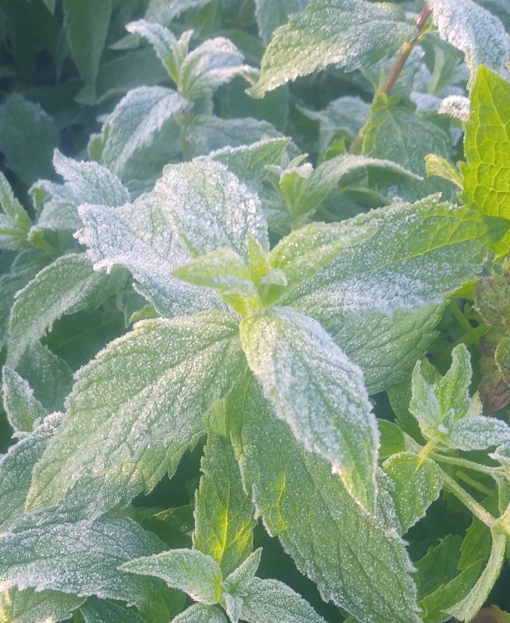 冷えて来ました 特別栽培米 北海道のごはん展 霜 ゆきひかり ハーブ米 香りのあぜ道 北海道米 おこめ ごはん おにぎり 農家直売 北海道 新米 ハーブが守る 北海道 米農家三代目のあぜみち通信