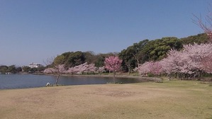 明石公園 剛の池