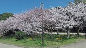 明石公園 散り始め