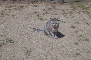 ちょこんと猫ちゃん