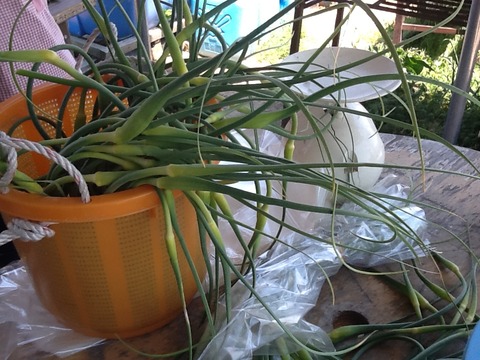 ニンニクの茎