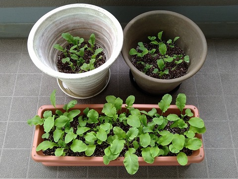 image-Home-Garden-Challenge-Radish_0427_1