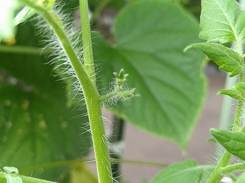 image-Home-Garden-Challenge-Cucumber_0811_3