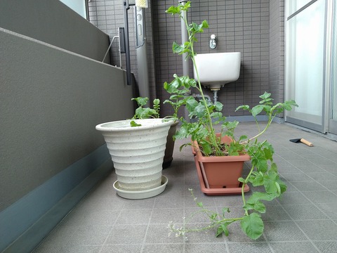 image-Home-Garden-Challenge-Radish_0619_3