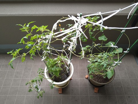 image-Home-Garden-Challenge-Cucumber_1021_1