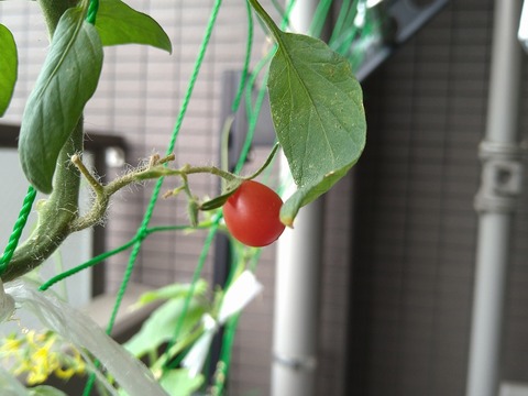 image-I-was-able-to-harvest-some-okra_3