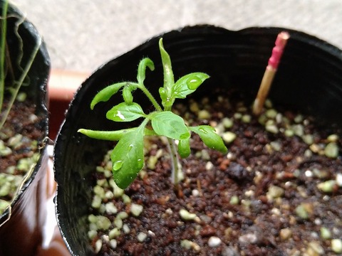 image-Home-Garden-Challenge-Radish_0625_2